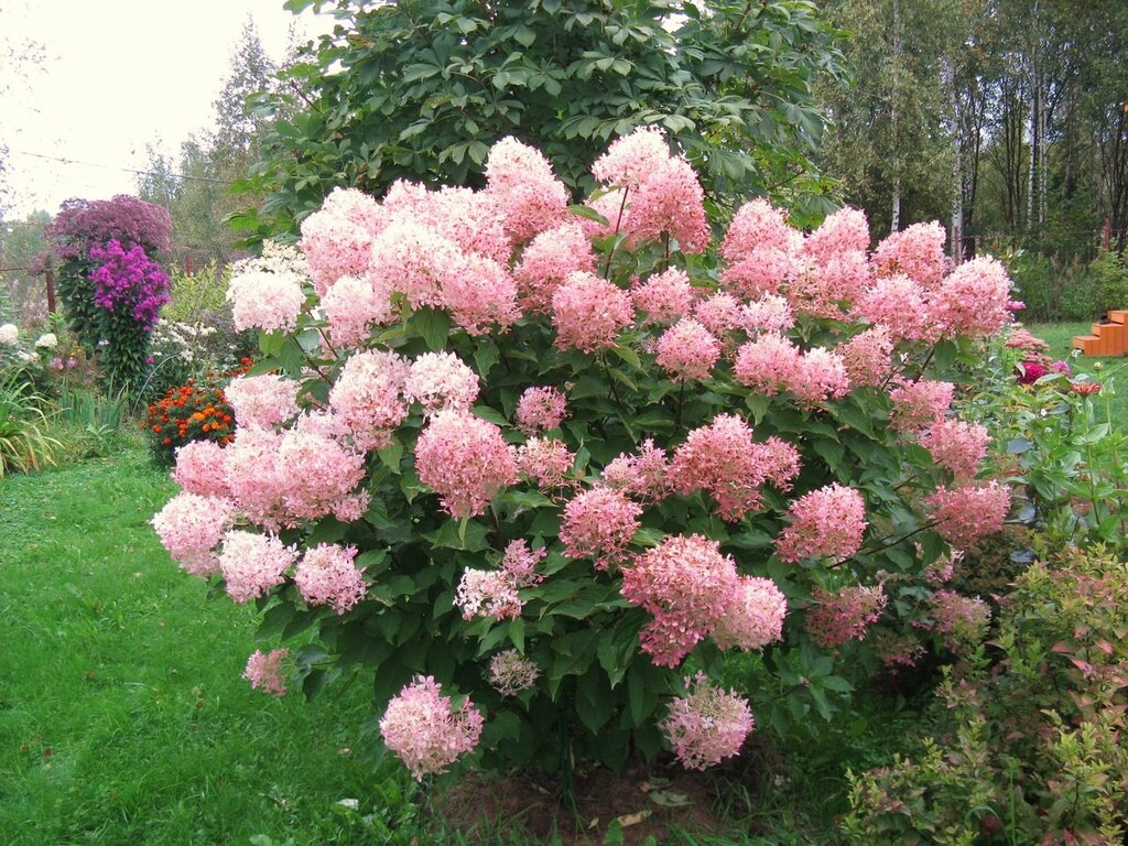 Фото Фантом (горшок мал. P9) в Новосибирске Matilda Flowers