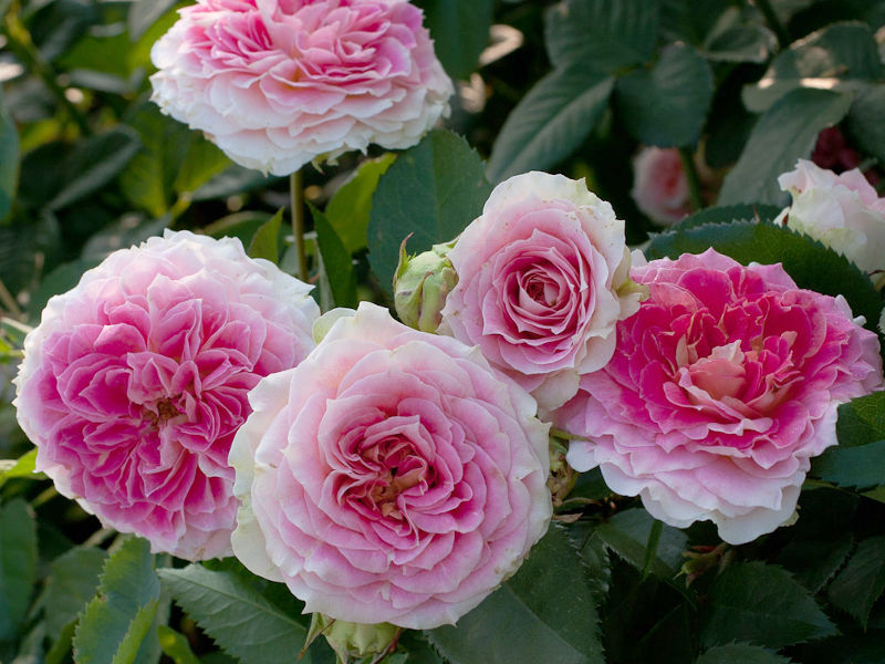 Фото Саженец плетистой розы Цезарь в Новосибирске Matilda Flowers