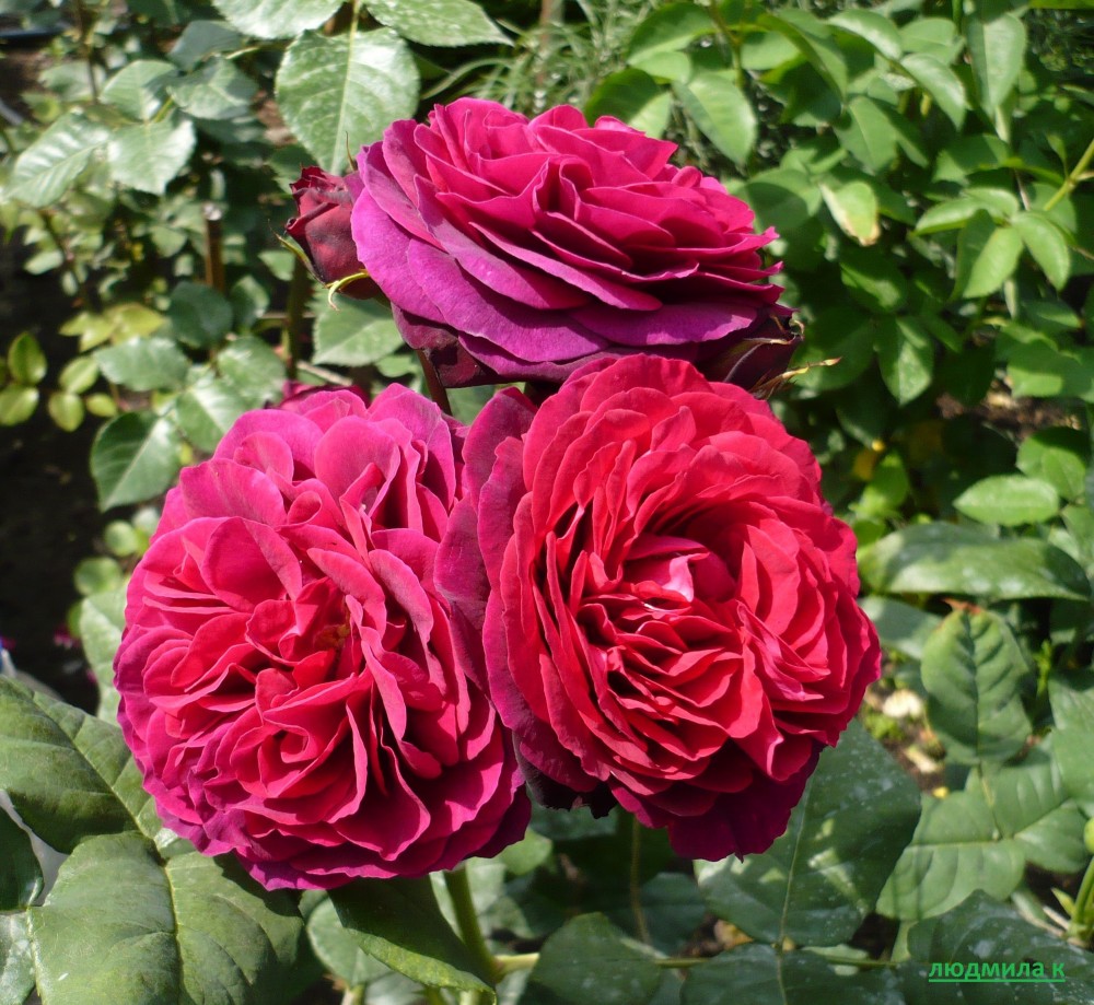 Фото Саженец парковой розы Астрид Графин фон Харденберг в Новосибирске Matilda Flowers