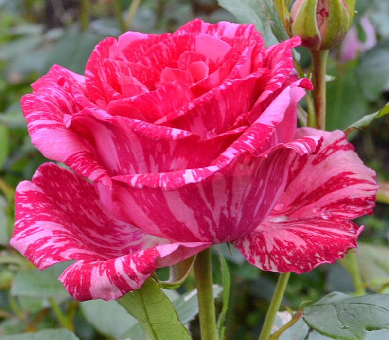 Фото Саженец чайно-гибридной розы Пинк Интуишн в Новосибирске Matilda Flowers