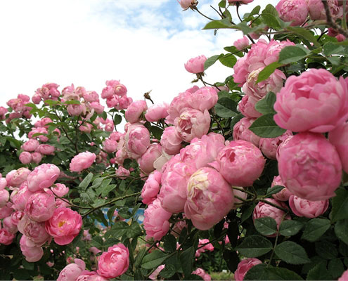 Фото Саженец плетистой розы Раубриттен в Новосибирске Matilda Flowers