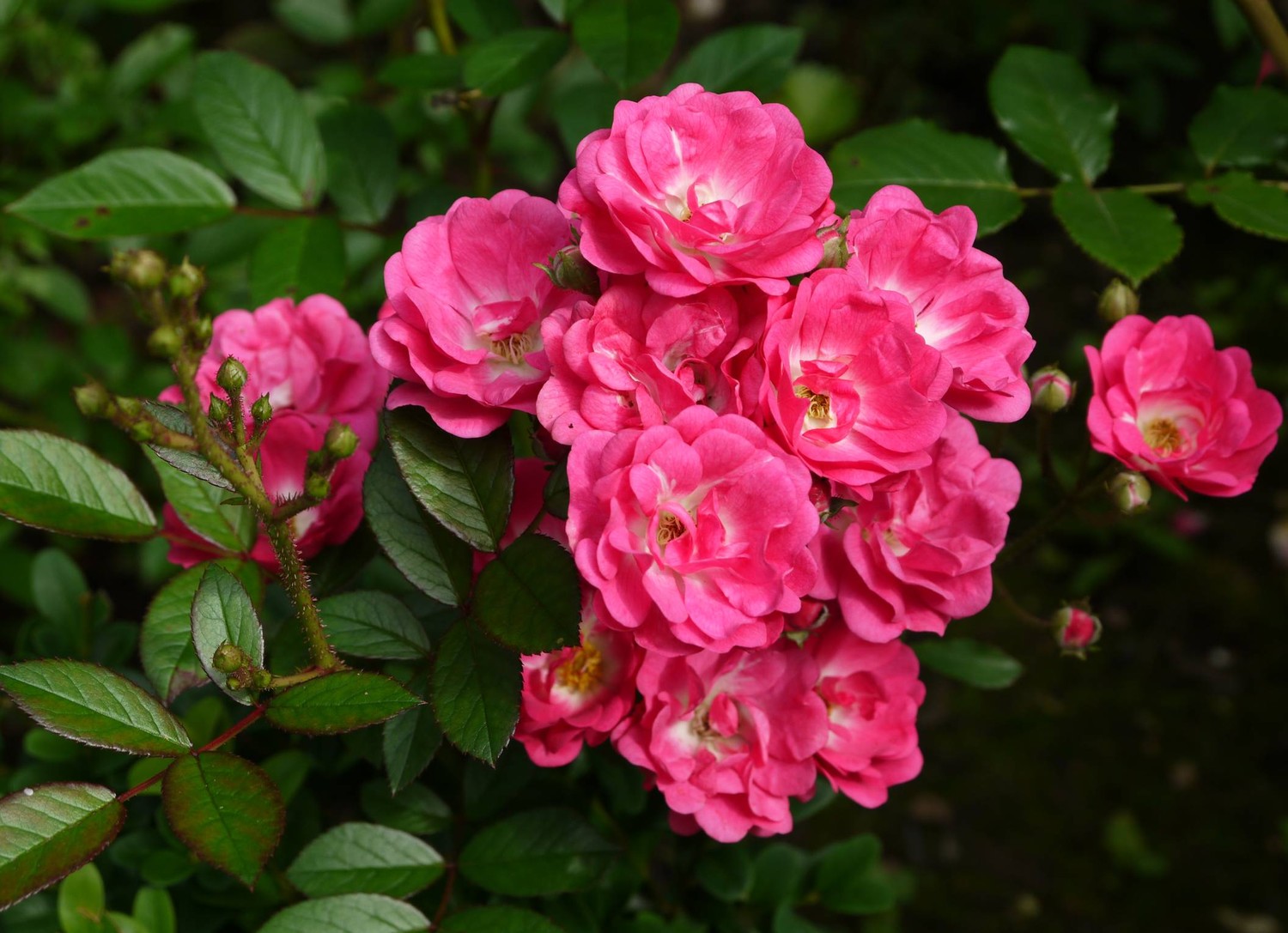Фото Саженец почвопокровной розы Робин Гуд в Новосибирске Matilda Flowers