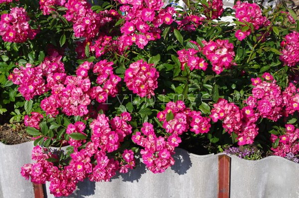 Фото Саженец почвопокровной розы Робин Гуд в Новосибирске Matilda Flowers