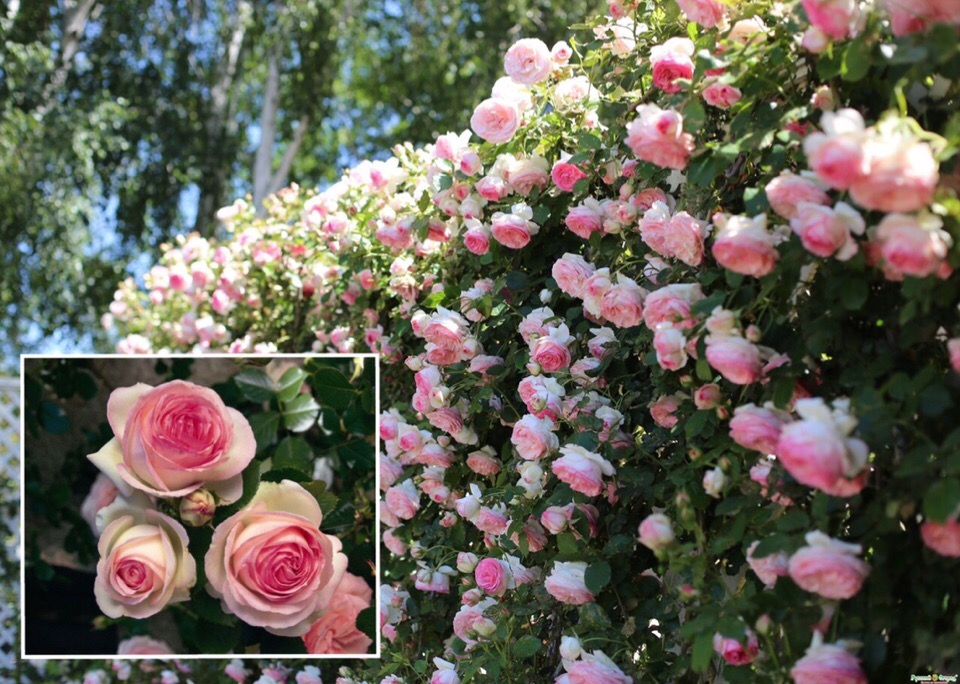 Фото Саженец плетистой розы Пьер де Ронсар в Новосибирске Matilda Flowers