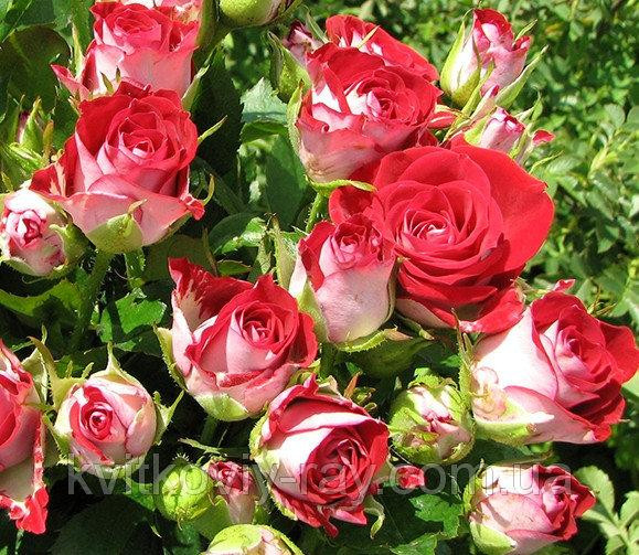 Фото Саженец спрей розы Руби Стар в Новосибирске Matilda Flowers