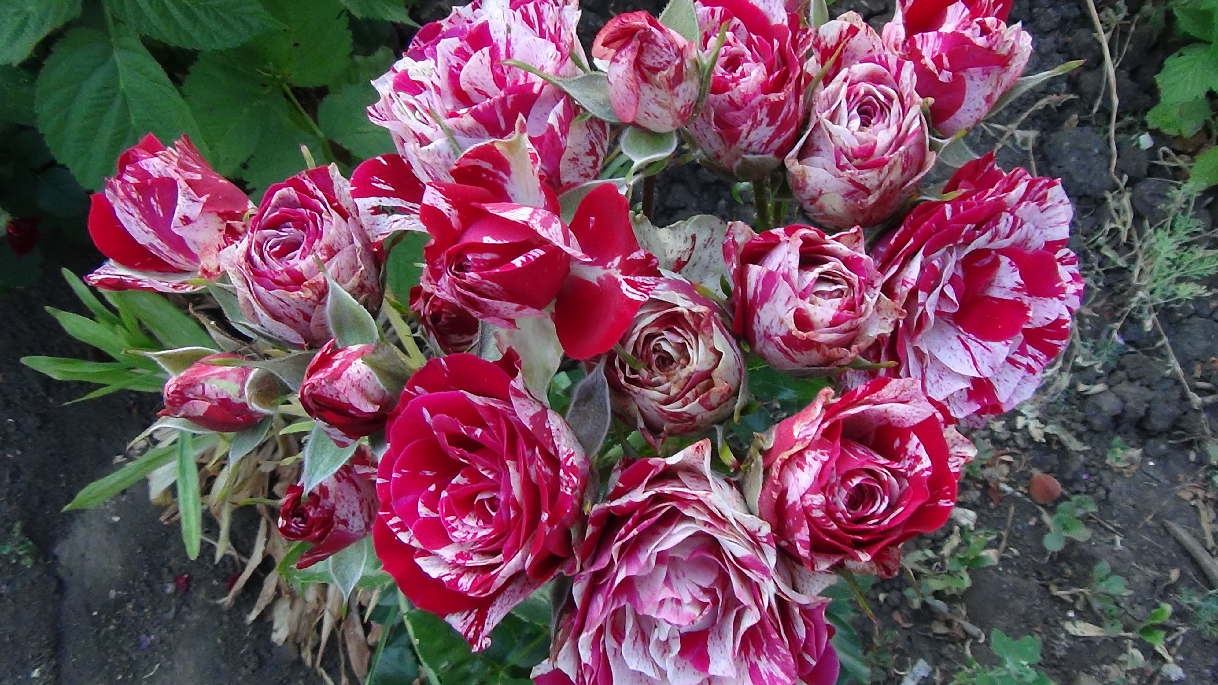 Фото Саженец спрей розы Дип Импершн в Новосибирске Matilda Flowers
