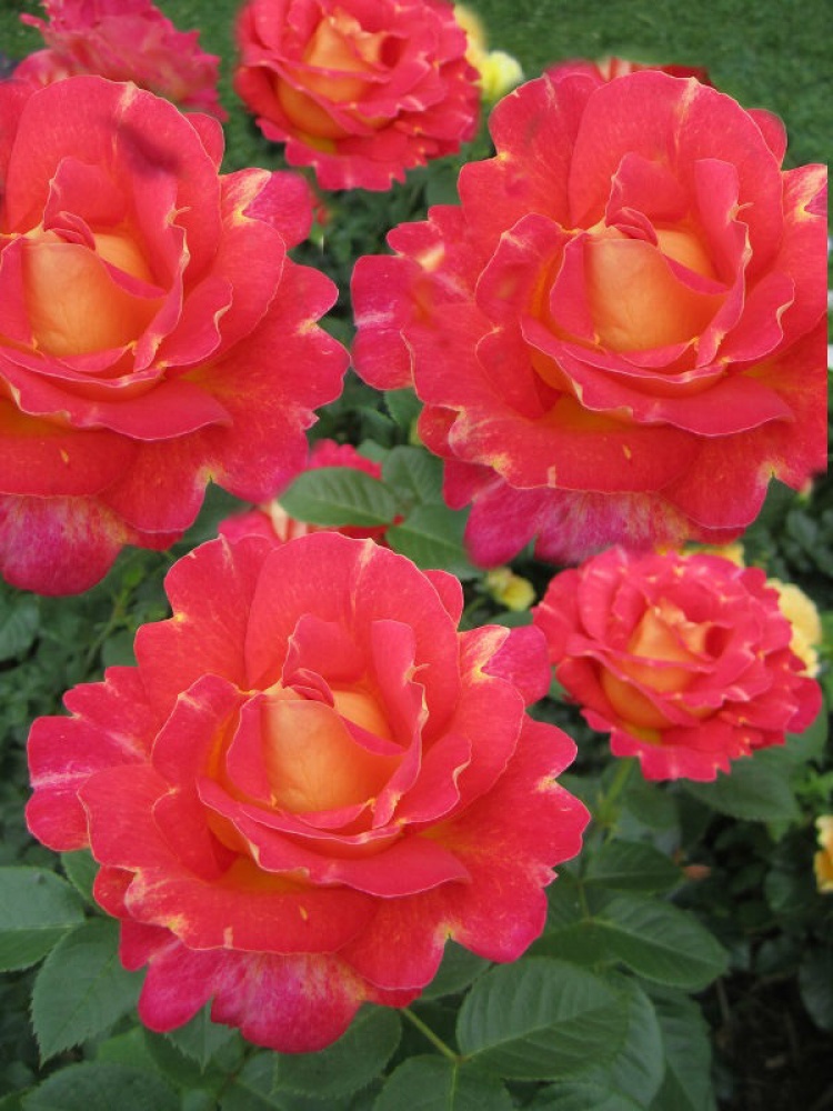 Фото Саженец парковой розы Декор Арлекин в Новосибирске Matilda Flowers
