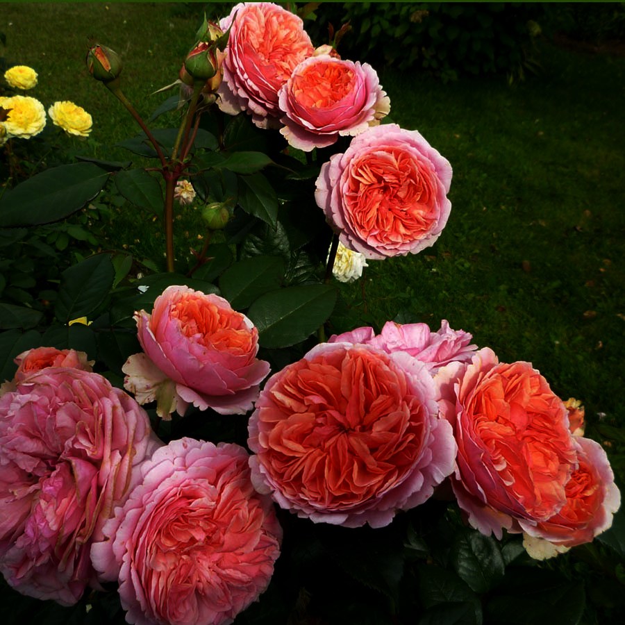 Фото Саженец чайно-гибридной розы Рене Госини в Новосибирске Matilda Flowers