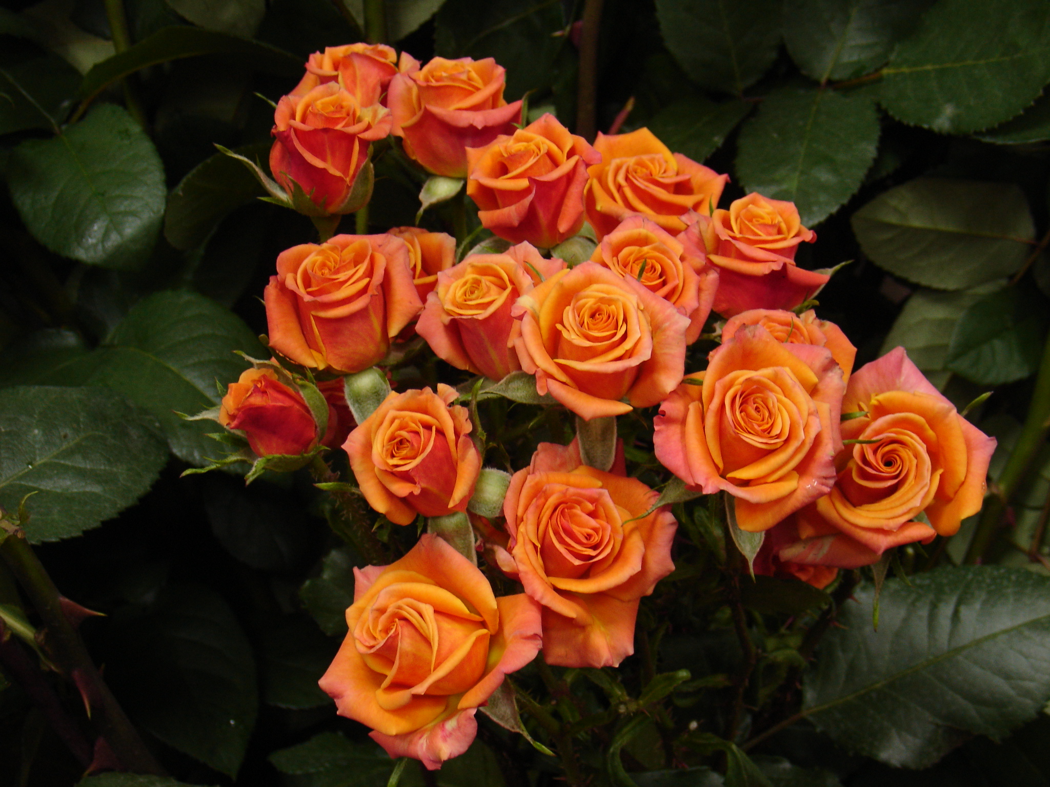 Фото Саженец спрей розы Аллегрия в Новосибирске Matilda Flowers