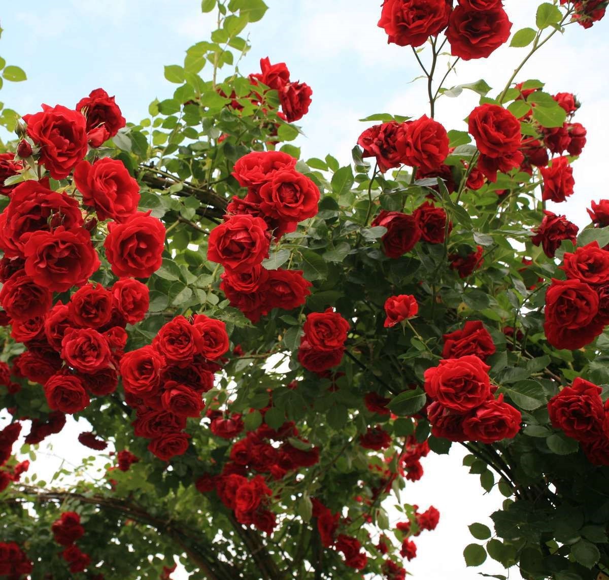 Фото Саженец плетистой розы Симпати в Новосибирске Matilda Flowers