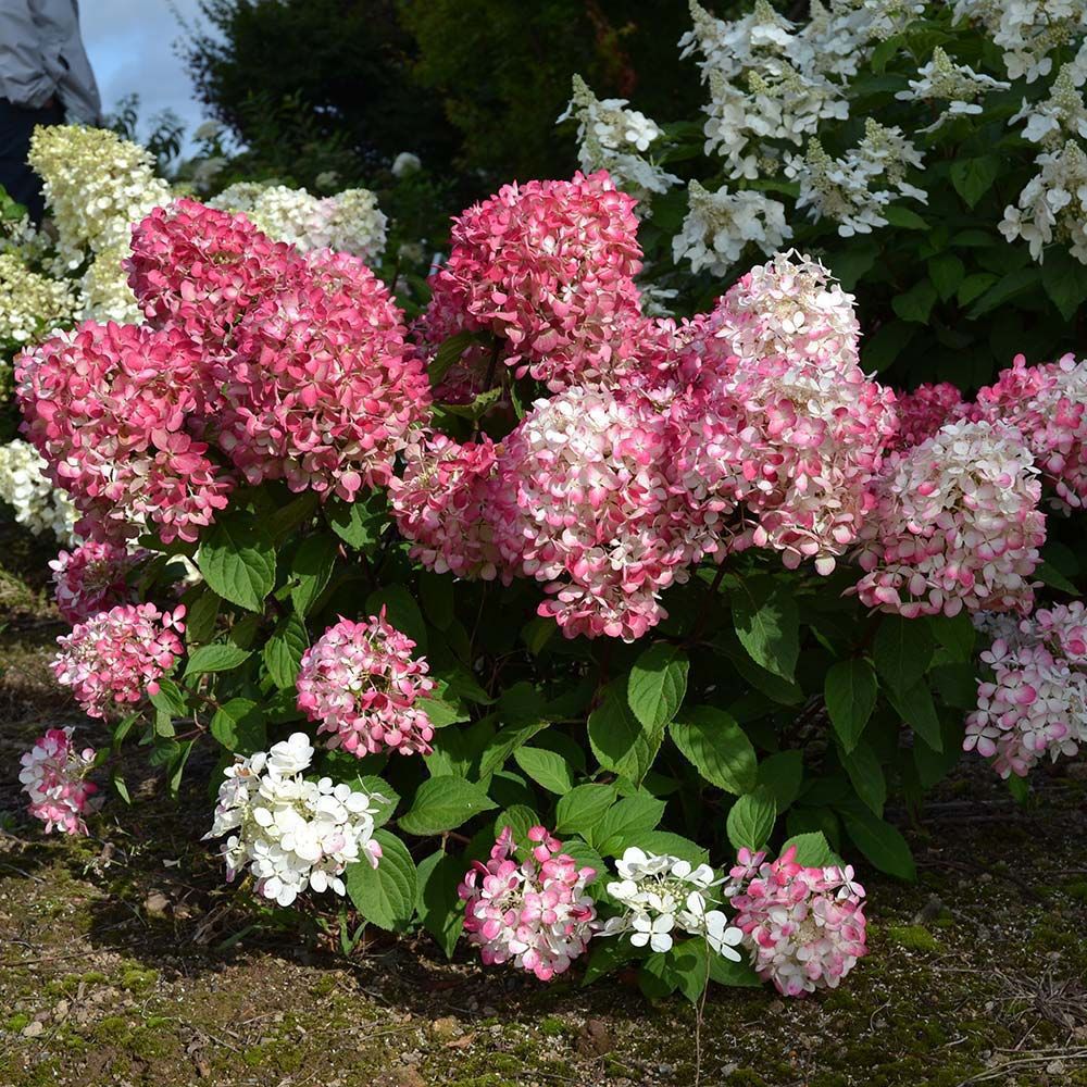 Фото Пинк Даймонд в Новосибирске Matilda Flowers