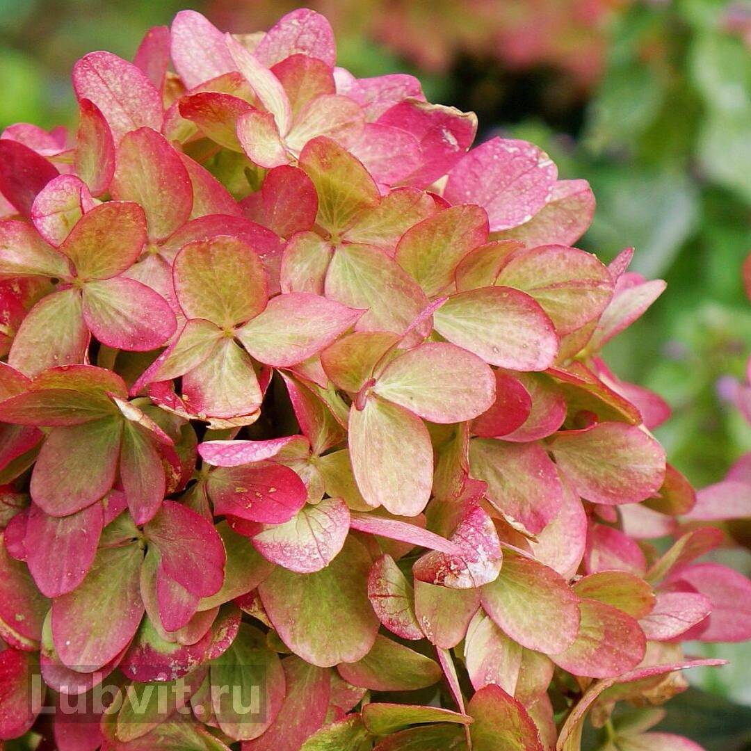 Фото Граффити в Новосибирске Matilda Flowers
