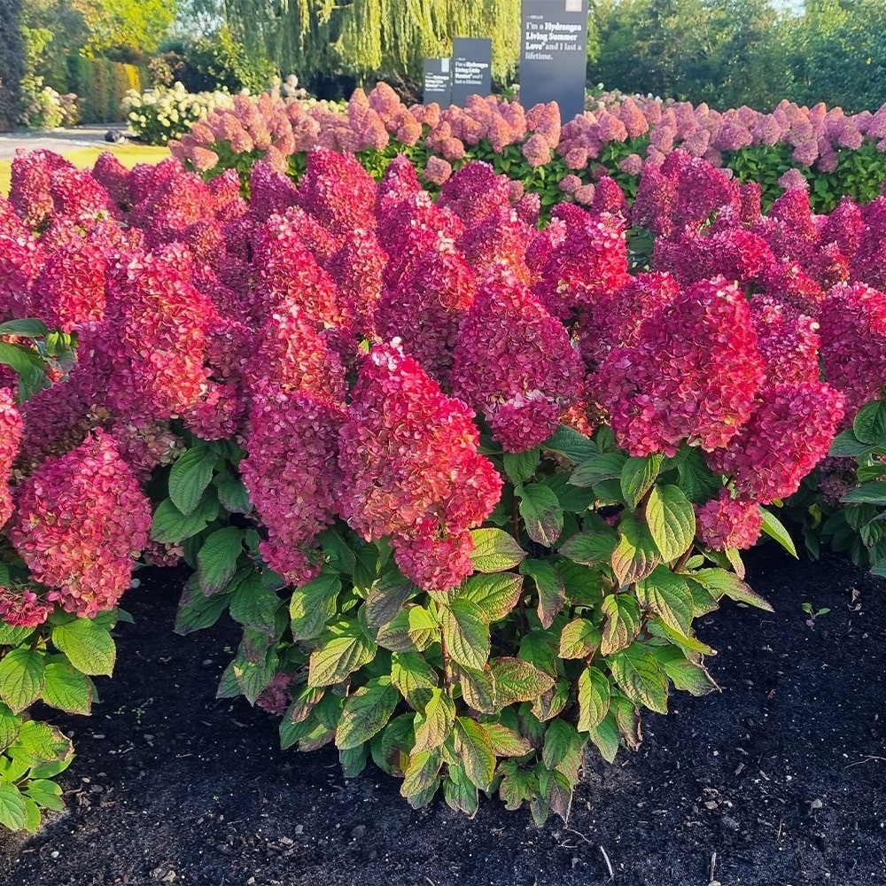 Фото Колорфул коктейль в Новосибирске Matilda Flowers
