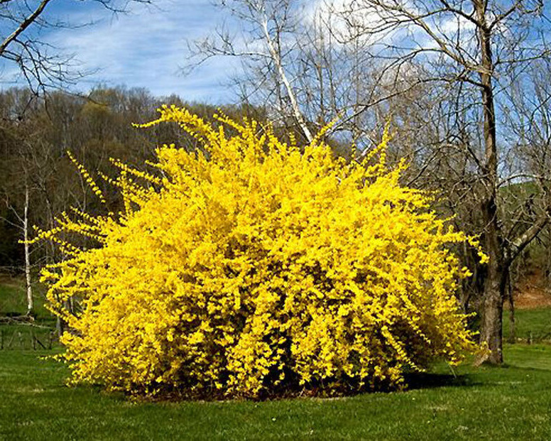 Фото Тетраголд в Новосибирске Matilda Flowers