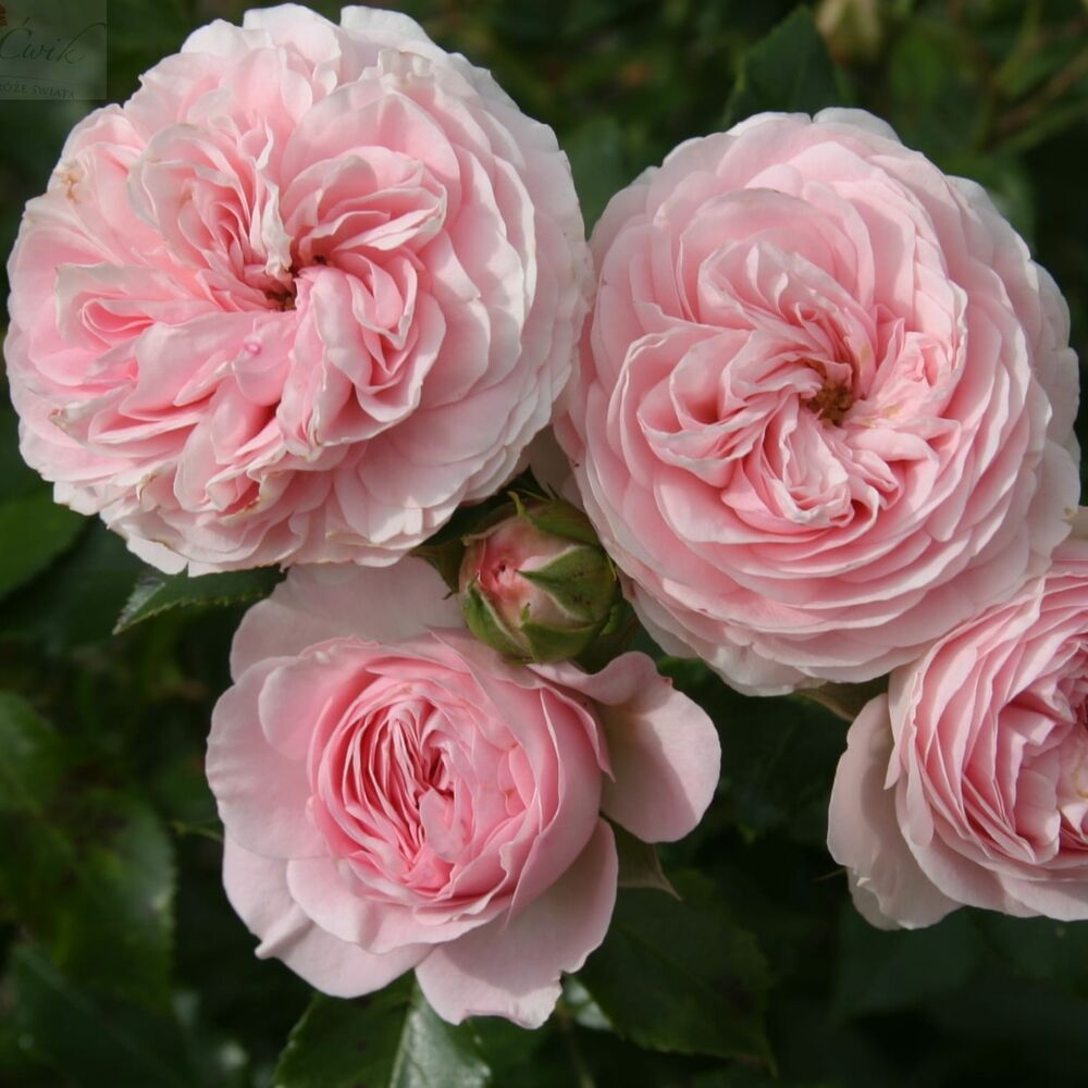 Фото Лариса в Новосибирске Matilda Flowers