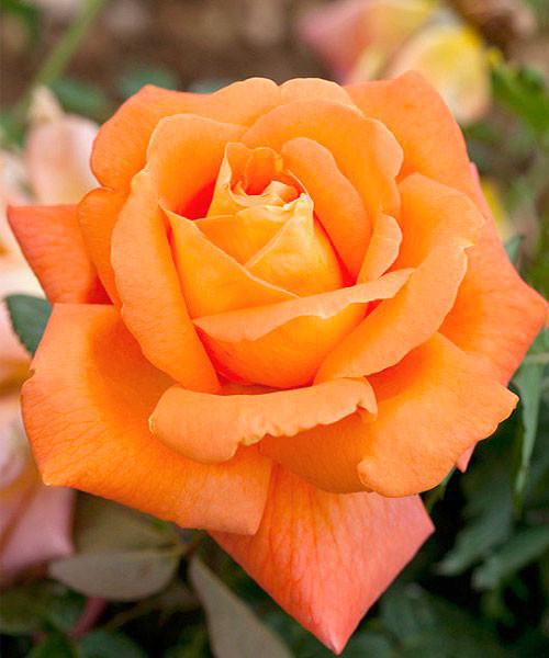 Фото Луи де Фюнес в Новосибирске Matilda Flowers