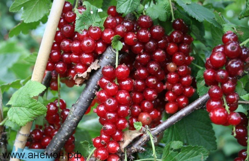 Фото Красная "Уральская красавица" в Новосибирске Matilda Flowers
