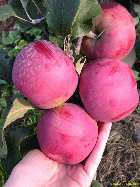 Фото Настенька в Новосибирске Matilda Flowers