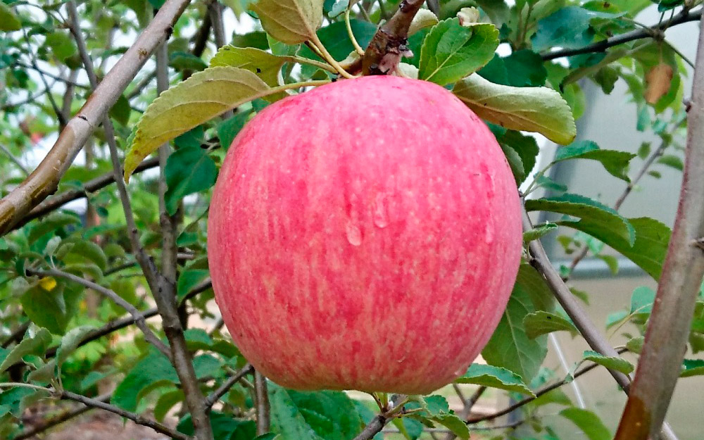 Фото Россошанское полосатое в Новосибирске Matilda Flowers