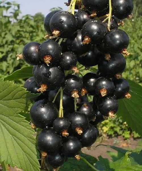 Фото Черная "Петербурженка" в Новосибирске Matilda Flowers