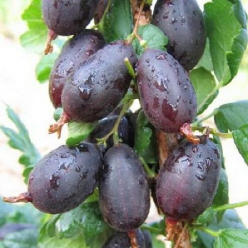 Фото Черномор в Новосибирске Matilda Flowers