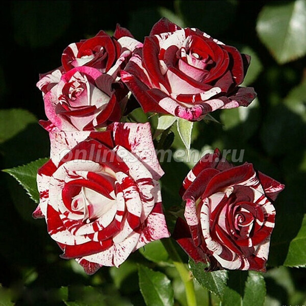 Фото Флеш Найт в Новосибирске Matilda Flowers