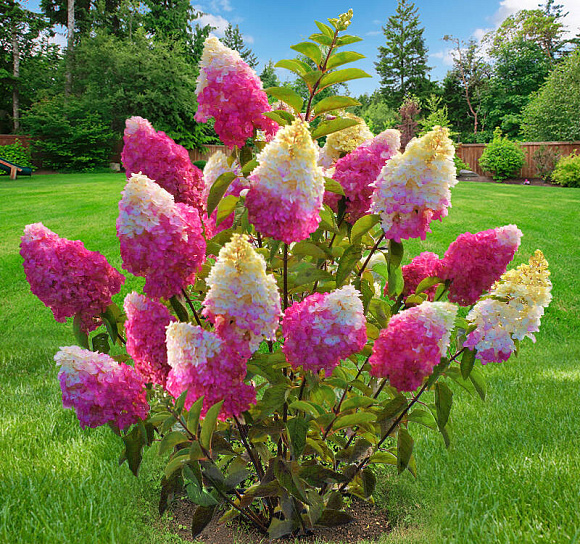 Фото Фрайз Мольба (горшок 5л) в Новосибирске Matilda Flowers