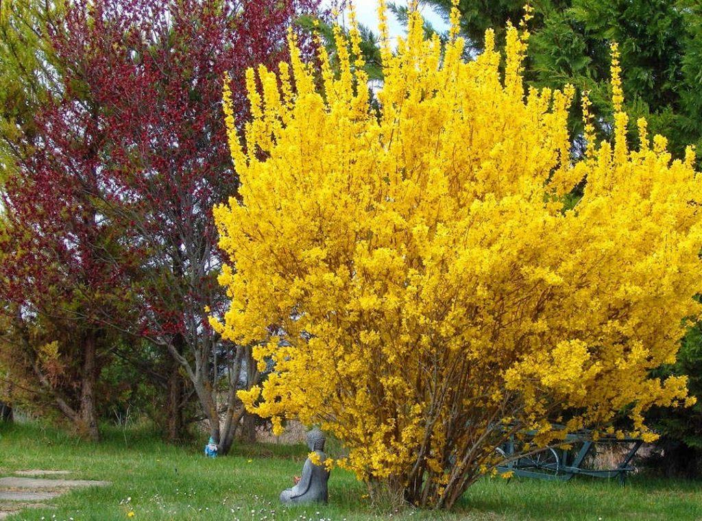 Фото Зибольда в Новосибирске Matilda Flowers