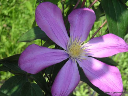 Фото Юность в Новосибирске Matilda Flowers