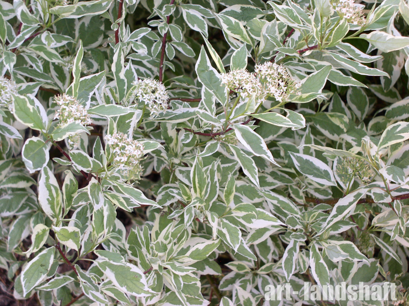 Фото Айвори Хало в Новосибирске Matilda Flowers