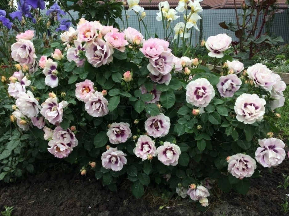 Фото Айс фо ю в Новосибирске Matilda Flowers