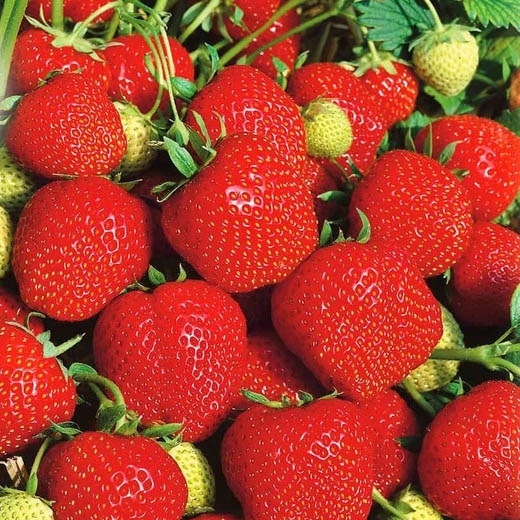 Фото Эльсанта в Новосибирске Matilda Flowers