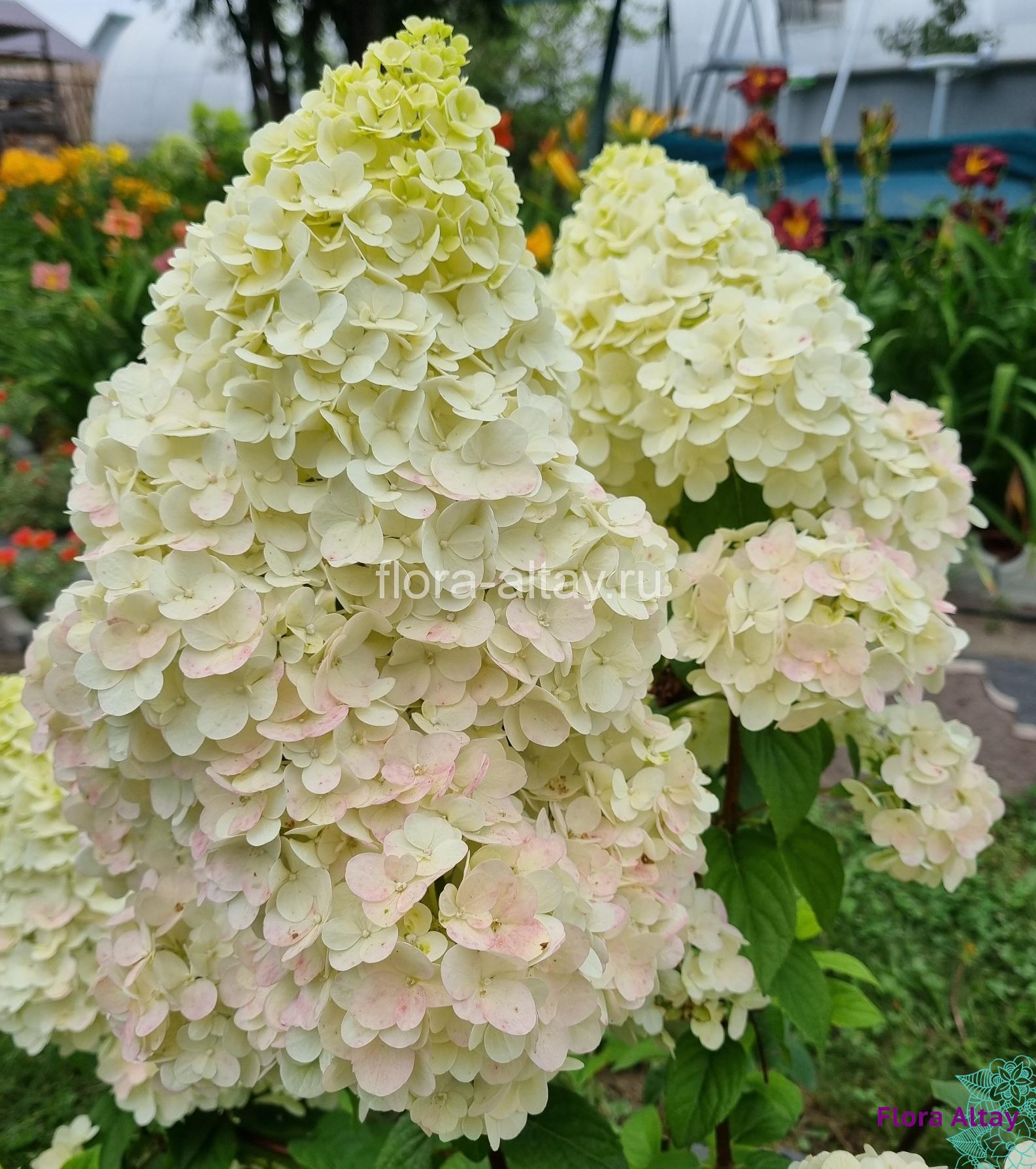 Фото Диамантино РЕН101 в Новосибирске Matilda Flowers