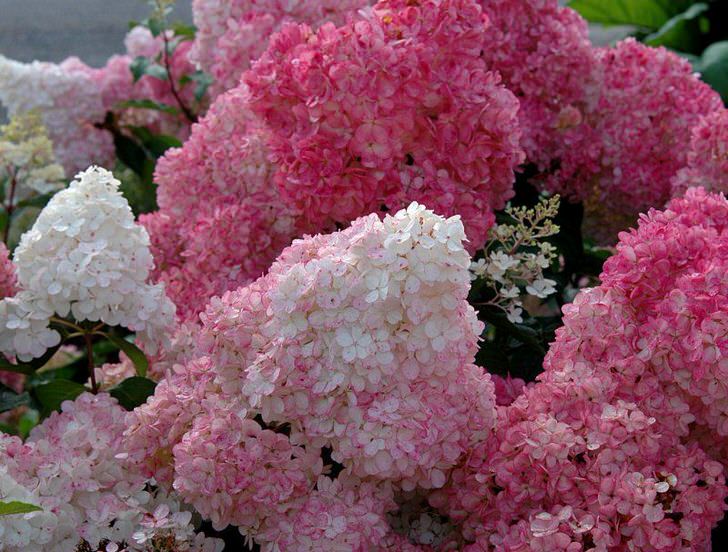 Фото Сандэй Фрайз в Новосибирске Matilda Flowers