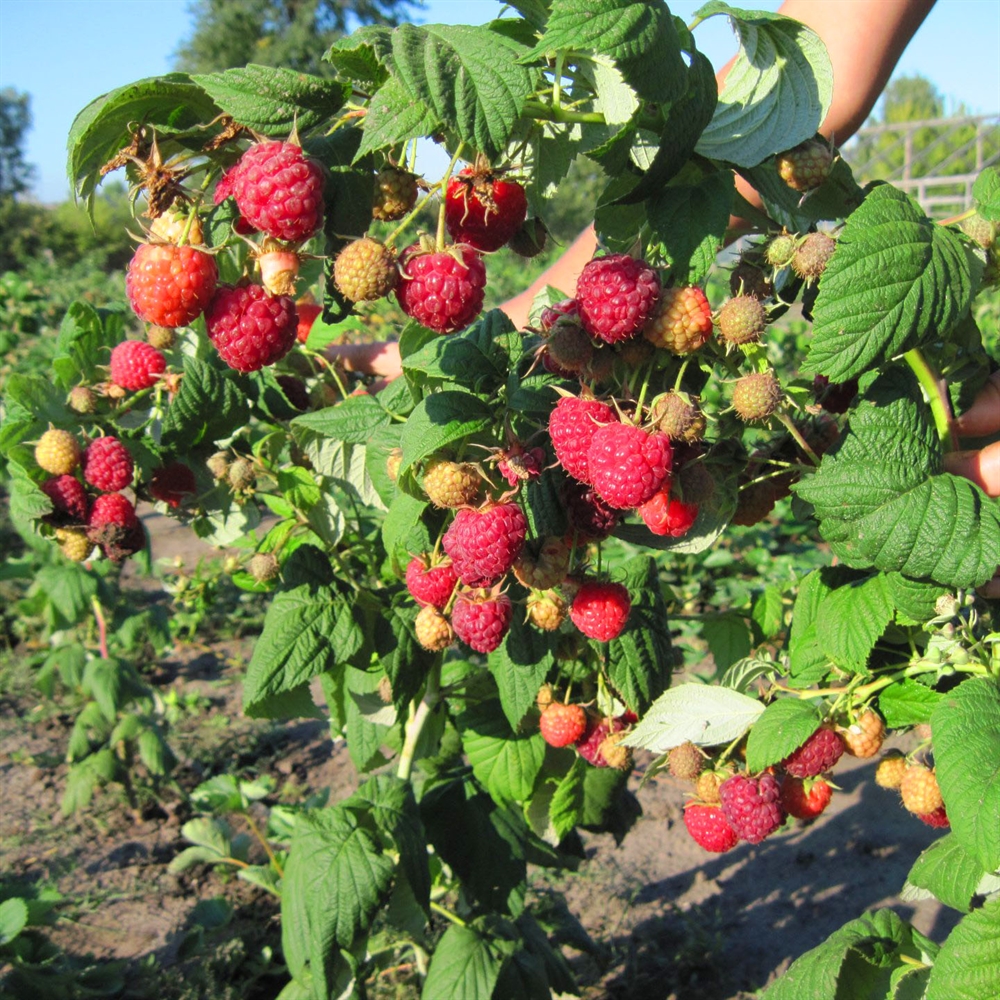Фото Сказка в Новосибирске Matilda Flowers