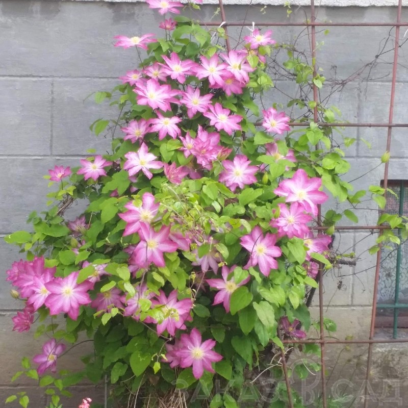 Фото Асао в Новосибирске Matilda Flowers