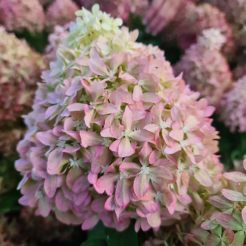 Фото Пиксио в Новосибирске Matilda Flowers