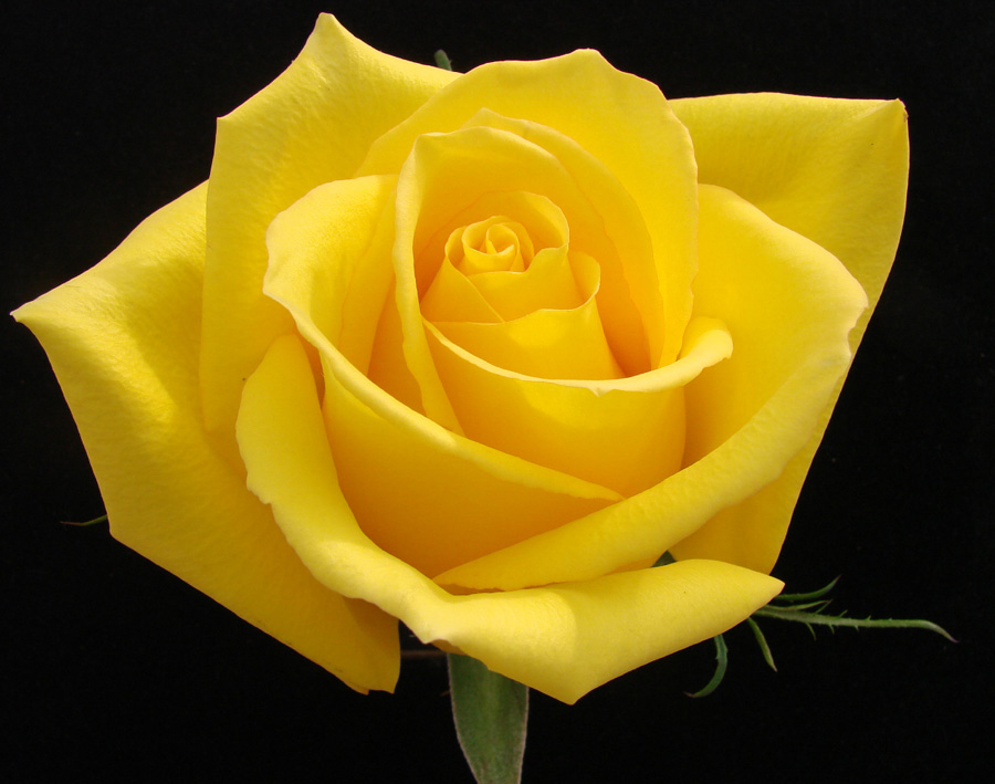 Роза мохана фото и описание