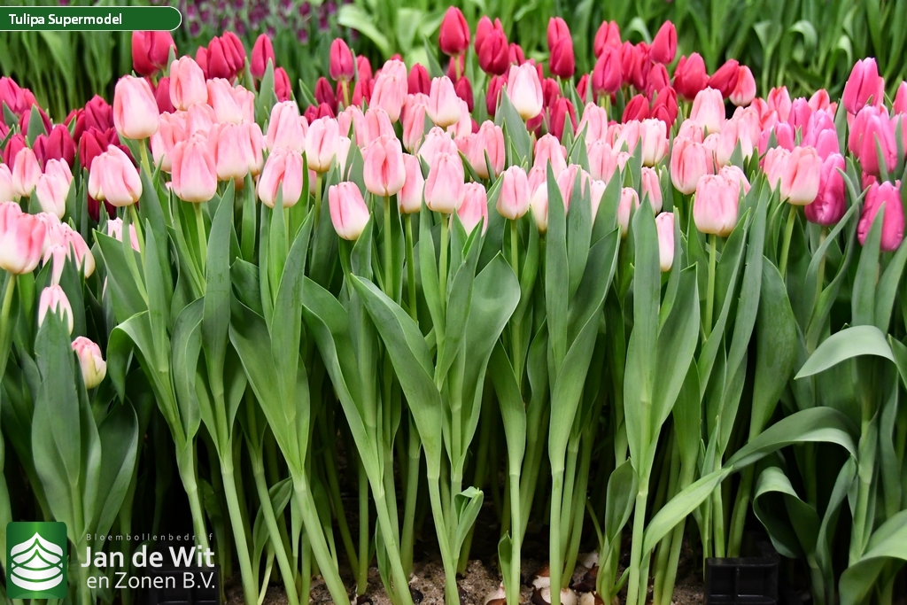 Фото Супермодель в Новосибирске Matilda Flowers