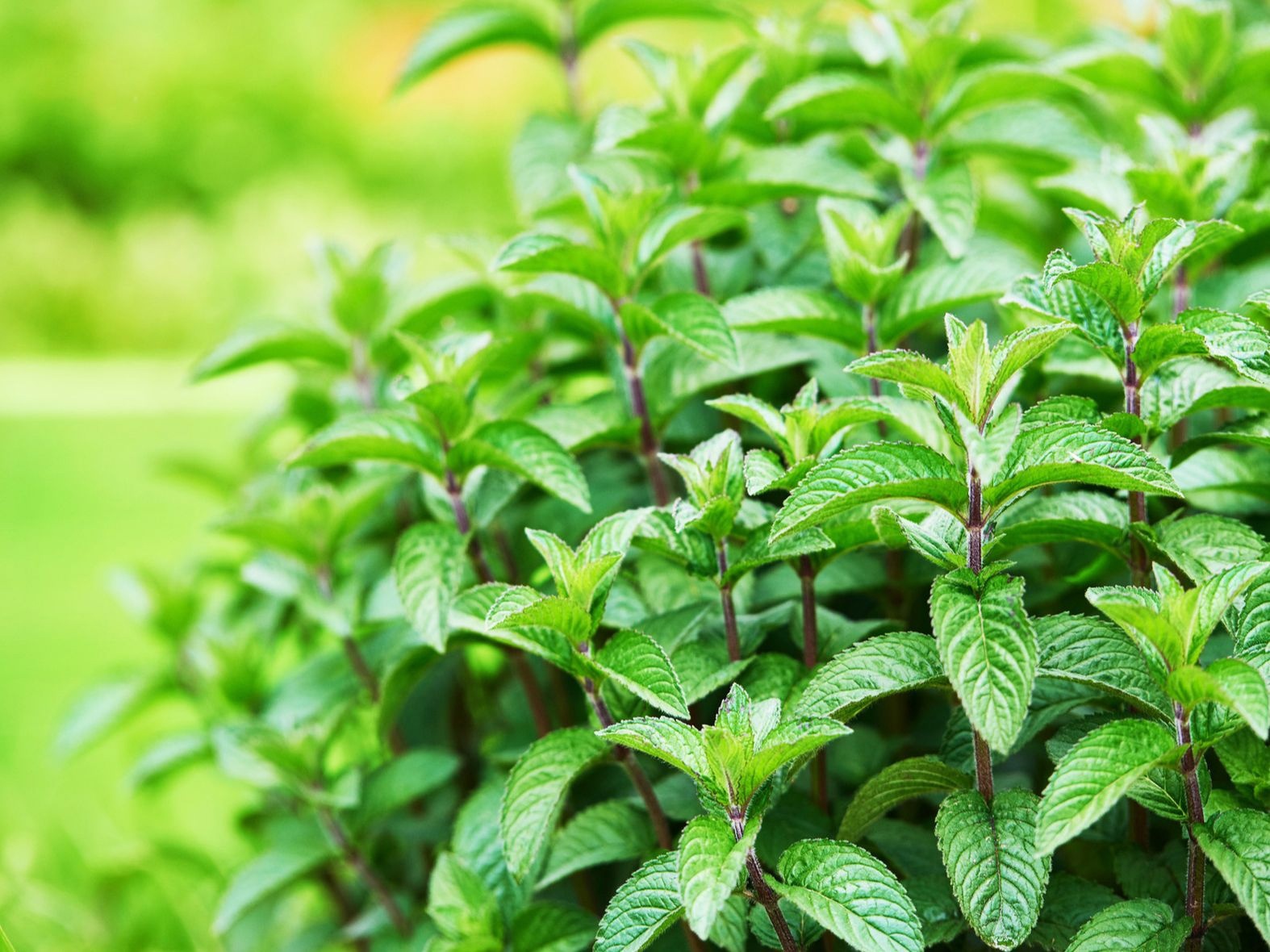 Фото Мята перечная в Новосибирске Matilda Flowers