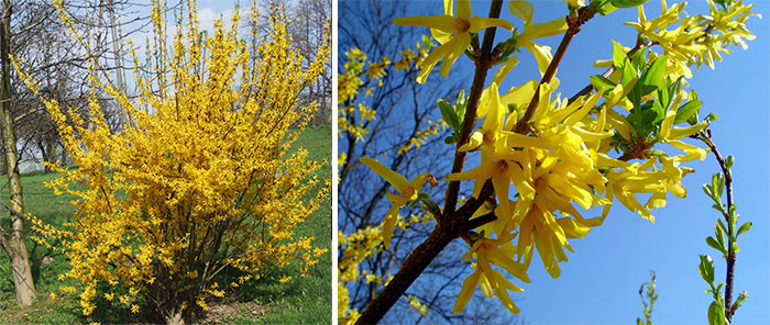 Фото Мелисса в Новосибирске Matilda Flowers