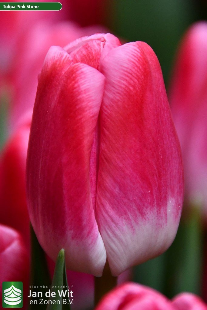 Фото Пинк Стоун в Новосибирске Matilda Flowers