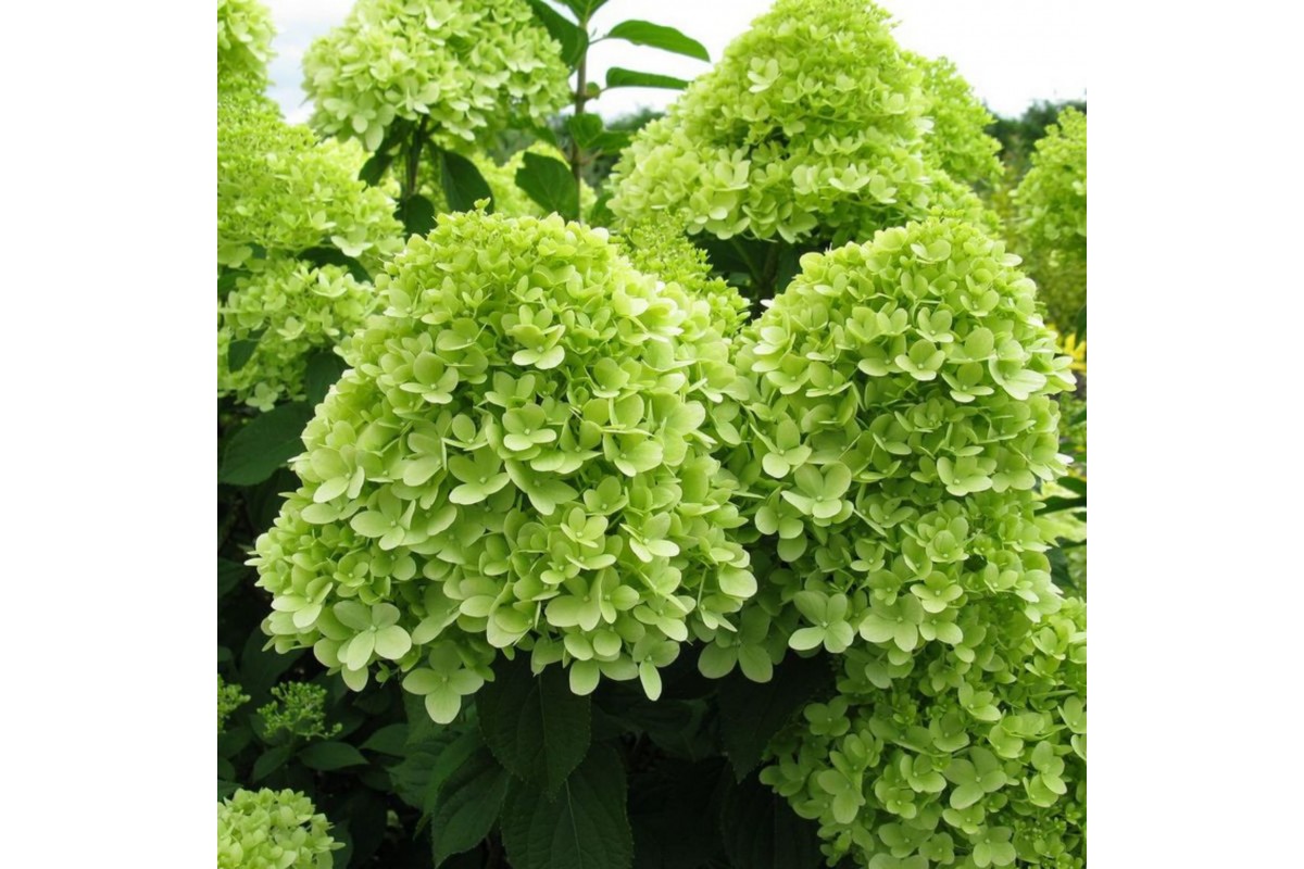 Фото Мохито (горшок 5л) в Новосибирске Matilda Flowers