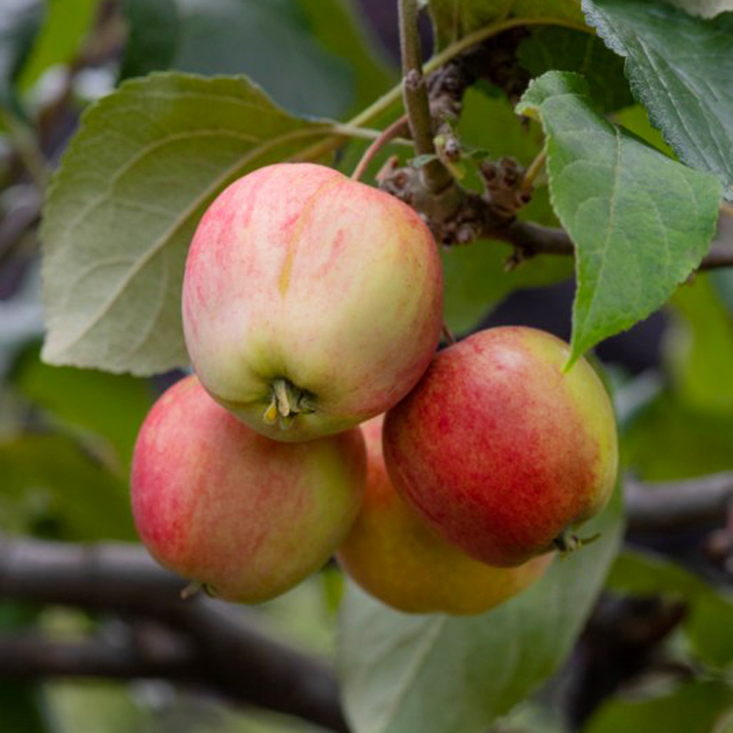 Фото Неженка в Новосибирске Matilda Flowers