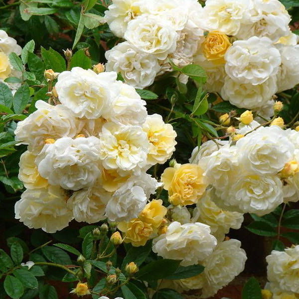 Фото Гислен де Фелигонд в Новосибирске Matilda Flowers