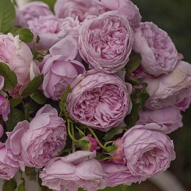 Фото Спирит оф Фридом в Новосибирске Matilda Flowers