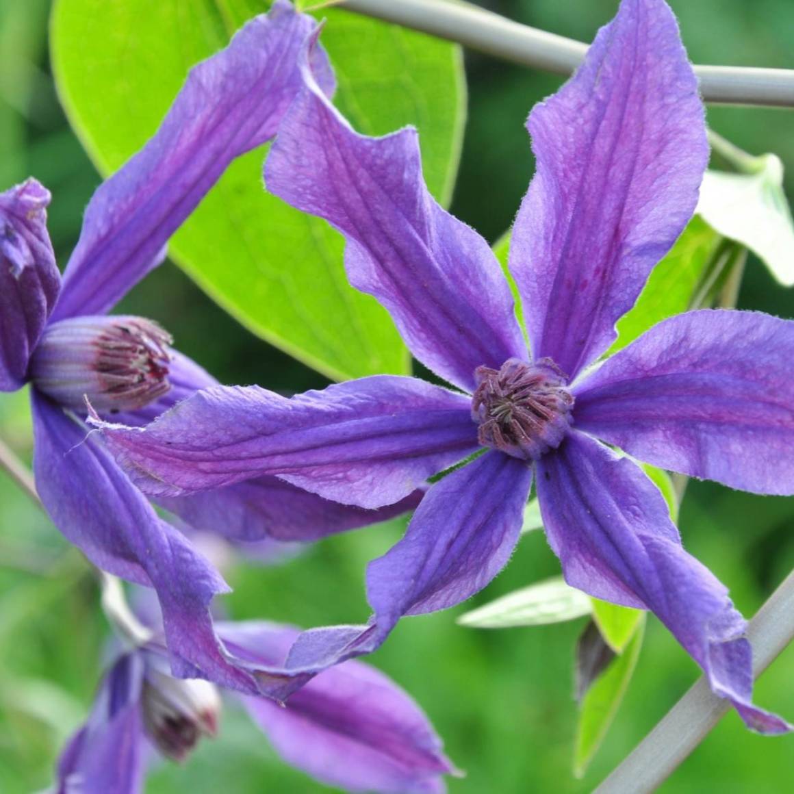 Фото Сизая птица в Новосибирске Matilda Flowers