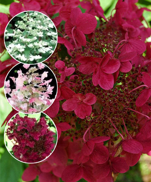 Фото Вимс Рэд (горшок 5л) в Новосибирске Matilda Flowers