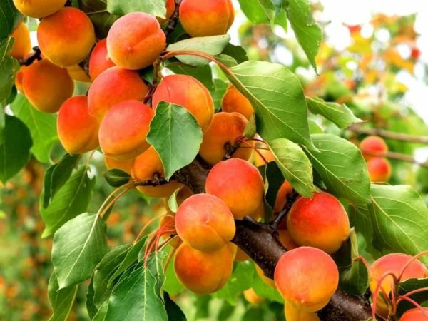 Фото Саянский в Новосибирске Matilda Flowers