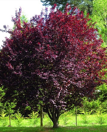 Фото Красный шатер в Новосибирске Matilda Flowers